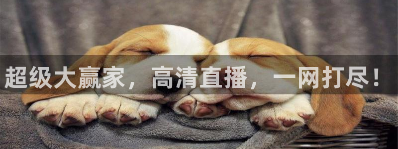 833足球直播在线直播：超级大赢家，高清直播，一网打尽！
