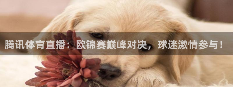 833足球赛事直播：腾讯体育直播：欧锦赛巅峰对决，球迷激情参与！